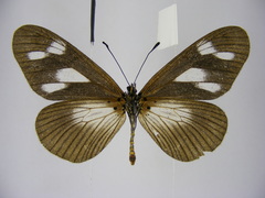 Acraea lycoa
