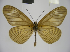 Acraea lycoa