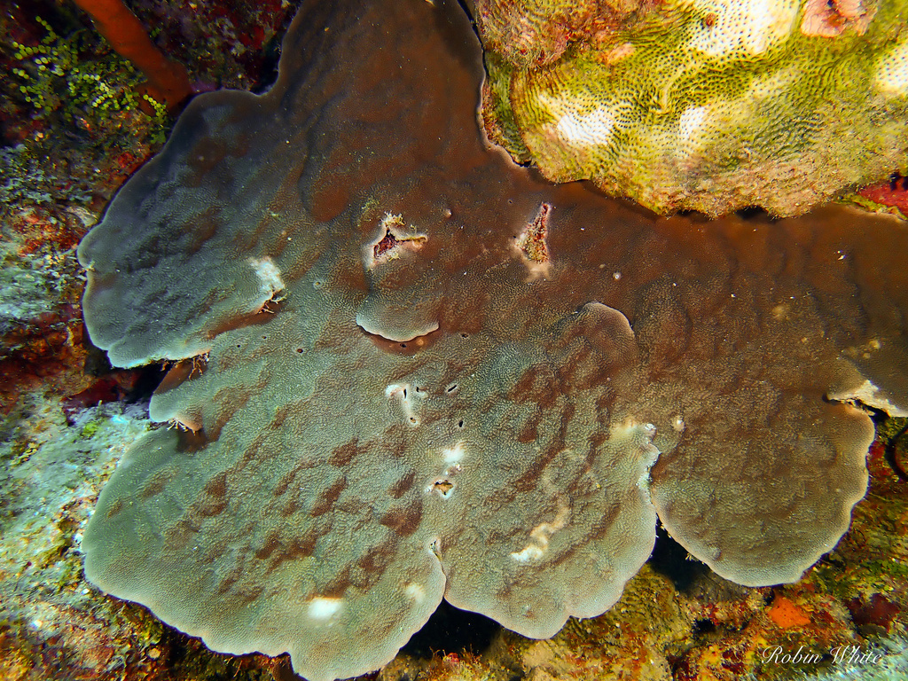 Honeycomb Plate Coral