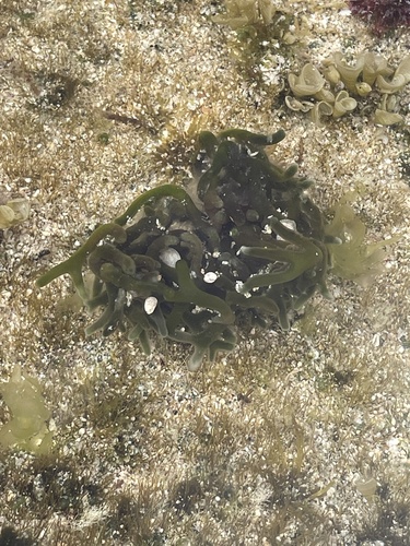 Codium edule observed 2024-03-06