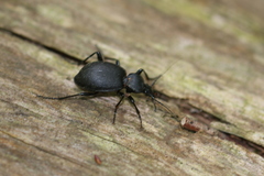 Cychrus caraboides