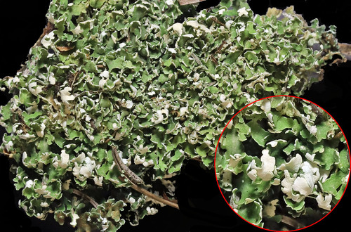 Cladonia strepsilis (Ach.) Mont.