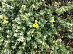 Eriophyllum staechadifolium