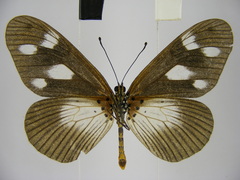 Acraea lycoa