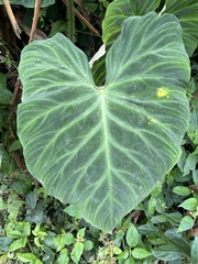 Philodendron verrucosum image