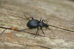Cychrus caraboides