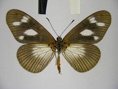 Acraea lycoa