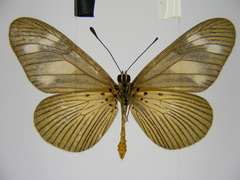 Acraea lycoa