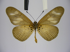 Acraea lycoa