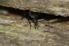 Cychrus caraboides