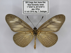 Acraea lycoa