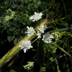 Tordylium carmeli