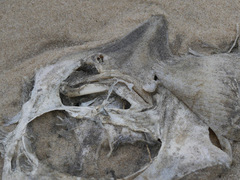 Rostroraja eglanteria