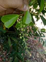 Celastrus paniculatus paniculatus