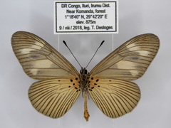 Acraea lycoa