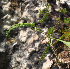 Hippocrepis unisiliquosa