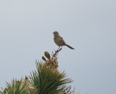 Toxostoma bendirei