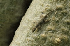 Lygodactylus chobiensis