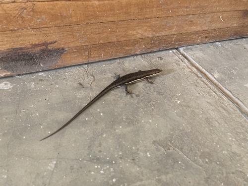 Variable Skink