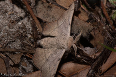 Cicinnus melsheimeri