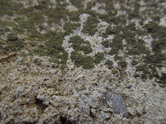 Endocarpon pallidulum