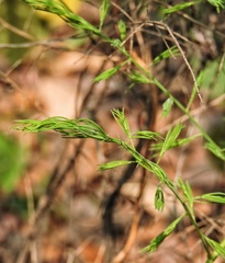 Asparagus racemosus