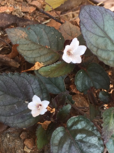 Foto de Rochinha