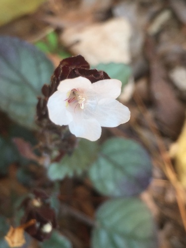 Foto de Rochinha