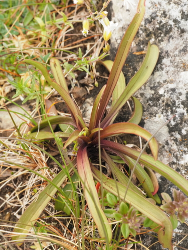 Gentianella serotina, photograph 1