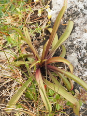 Gentianella serotina
