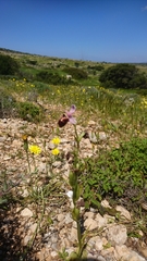 Ophrys heldreichii