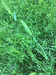 Phalaris caroliniana