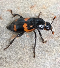 Nicrophorus sayi