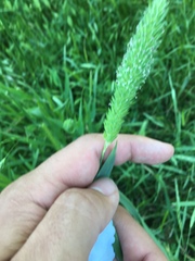 Phalaris caroliniana