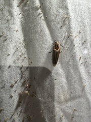 Semiotus ligneus image