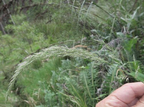 Calamagrostis brachyathera