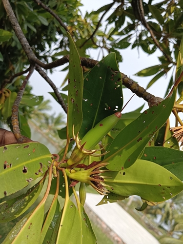 Image of Bruguiera sexangula by (c) renjus box, some rights reserved (CC BY)