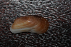 Barbatia