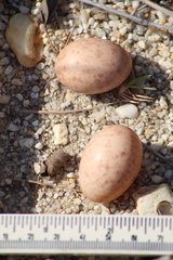 Nyctidromus albicollis