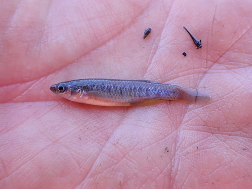 Saltmarsh topminnow (Fundulus jenkinsi) — Fundulidae