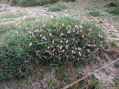 Astragalus balearicus