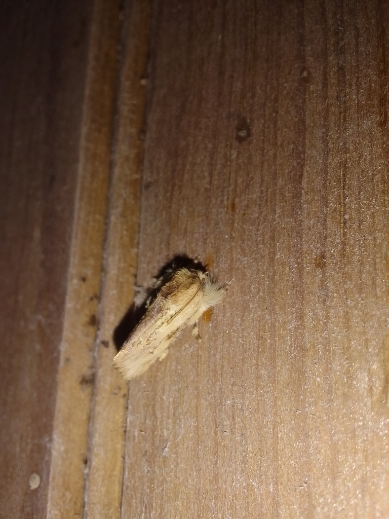 Acrolophus schistoides