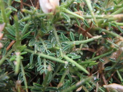 Astragalus balearicus