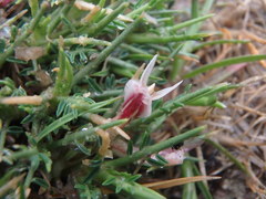 Astragalus balearicus