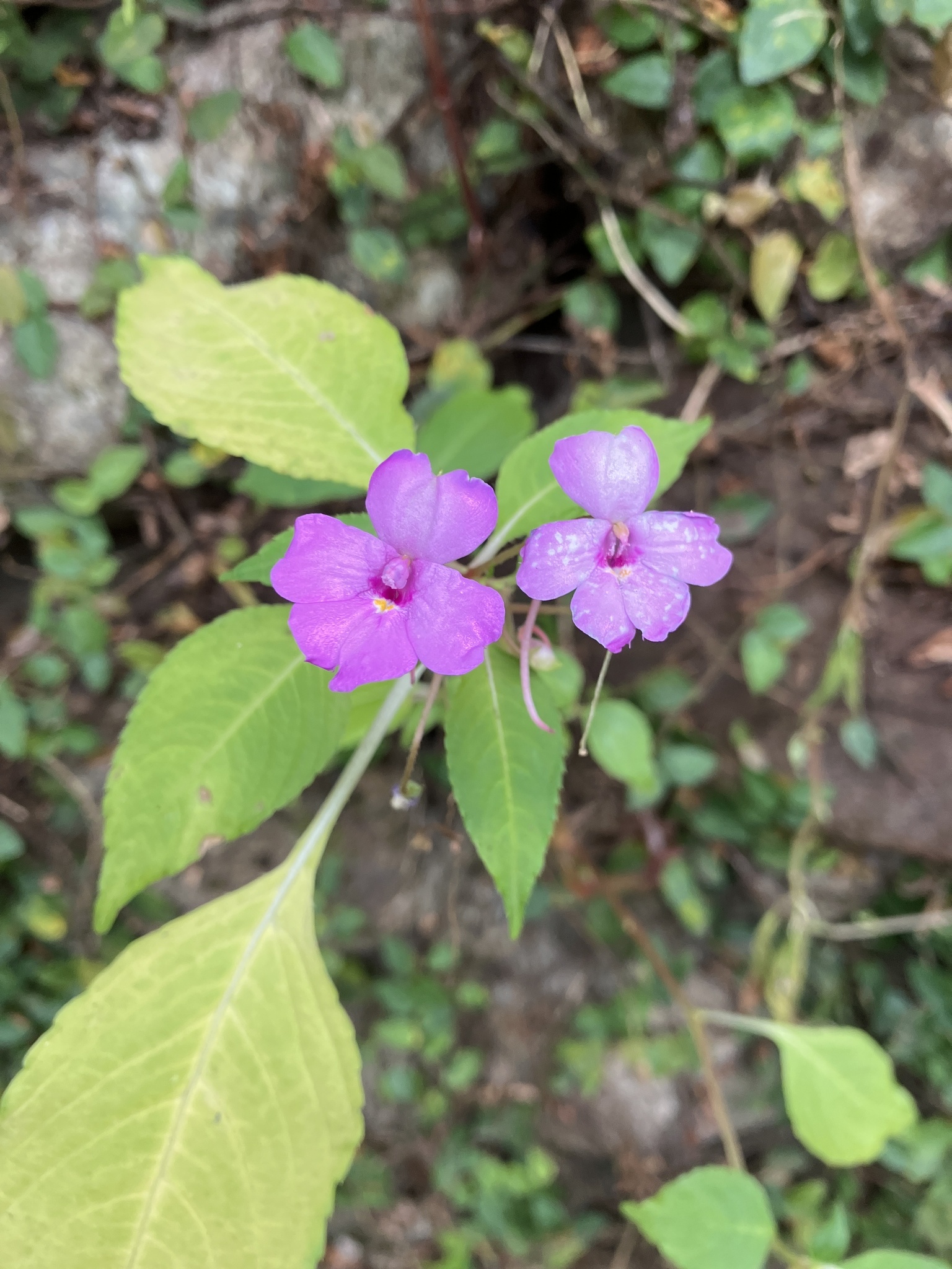 Impatiens violiflora — ảnh 3