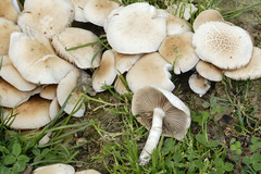 Cyclocybe aegerita