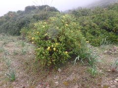Hypericum balearicum