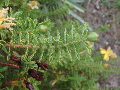 Hypericum balearicum