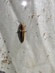 Semiotus ligneus image