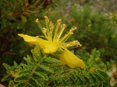Hypericum balearicum
